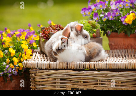 Dwarf Lop Rabbits, youngs, 5 weeks|Zwergwidderkaninchen, Jungtiere, 5 Wochen Stock Photo