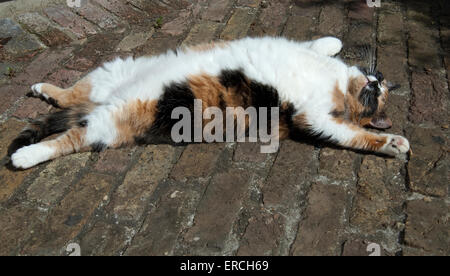 tortoise shell cat with white belly lying on her ack outside in the sunshine asleep in the back yard with legs and arms spread Stock Photo