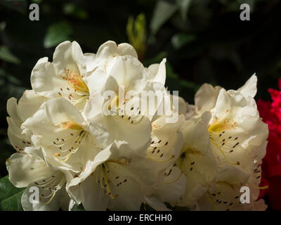 Colourful Rhododendron flowers at Lea Gardens, Lea,Derbyshire,UK. Stock Photo