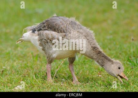 graylag goose Stock Photo