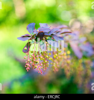 beautiful blooming twig of european barberry ( ottawensis Superba ) on blur background Stock Photo