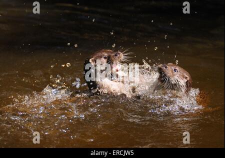 playing common otters Stock Photo