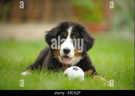 Bernese Mountain Dog puppy Stock Photo