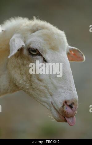 sheep portrait Stock Photo