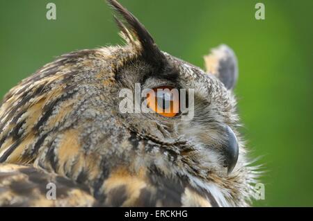 eagle owl portrait Stock Photo