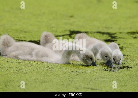 young mute swans Stock Photo