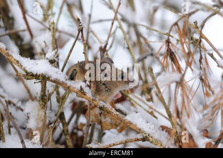 long-tailed field mouse Stock Photo