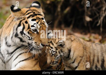 Siberian tiger Stock Photo