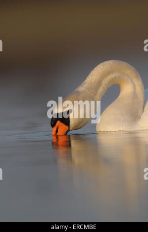 mute swan Stock Photo