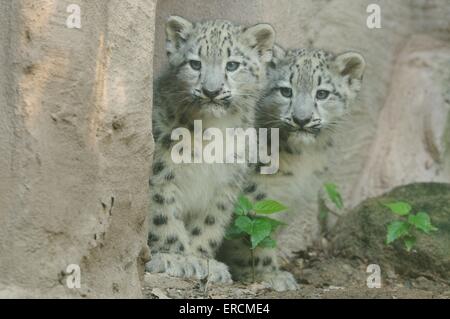 young snow leopards Stock Photo