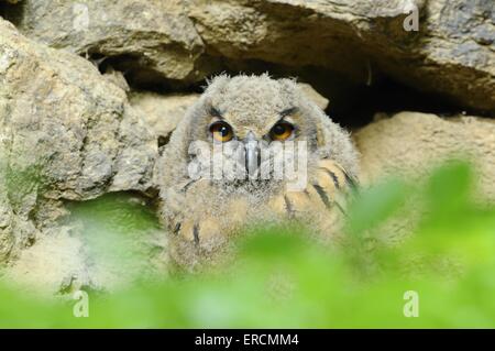 Eurasian eagle owl Stock Photo