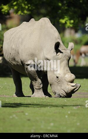 square-lipped rhino Stock Photo