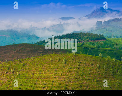 tea plantation with young shoots of tea Stock Photo