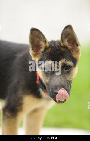 German Shepherd Puppy Stock Photo