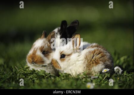 young rabbits Stock Photo