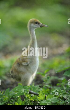 red-crowned crane Stock Photo