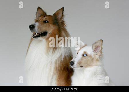 American Collie Portrait Stock Photo