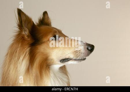 American Collie Portrait Stock Photo