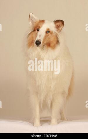 american collie Stock Photo