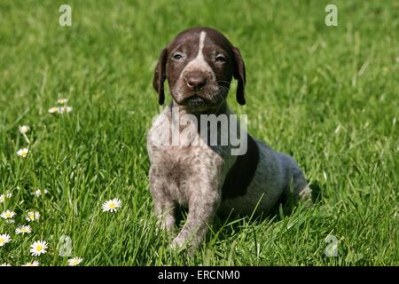 German Shorthaired Pointer Puppy Stock Photo