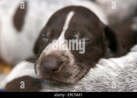 German Shorthaired Pointer Puppy Stock Photo