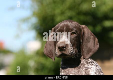 German Shorthaired Pointer Puppy Stock Photo