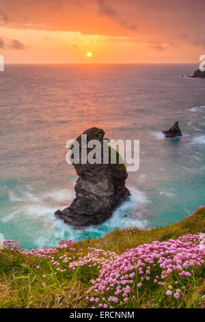 Pink Thrift Flowers, Bedruthan Steps, Newquay, Cornwall, England, UK Stock Photo