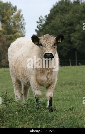 White Galloway Stock Photo