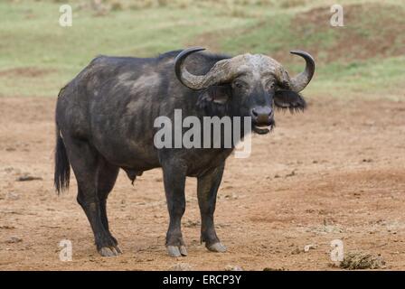 African buffalo Stock Photo