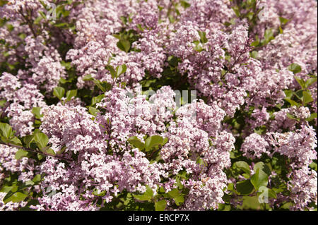 Abundant blooms and flowers of a miniature lilac tree shrub Syringa meyeri palibin dwarf Korean lilac