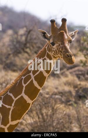 reticulated giraffe