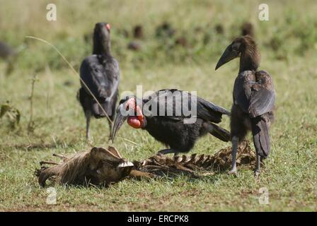 southern ground hornbills Stock Photo