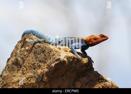 male chisel-teeth lizard Stock Photo