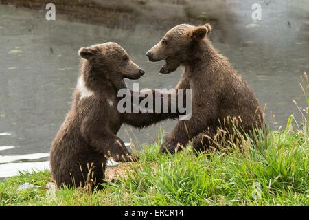 Alaskan Kodiak brown bear cubs play in the Kodiak Wildlife Refugee in Alaska. Stock Photo