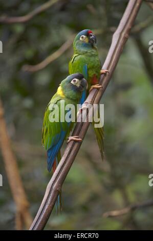 yellow-collared macaws Stock Photo