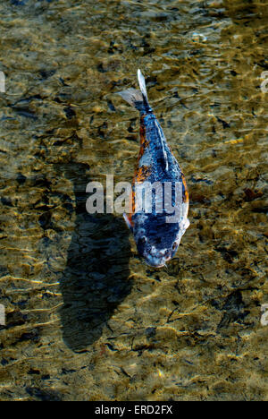 Image of a Koi Carp with blue and orange highlights of colour, swimming in clear rippling water Stock Photo