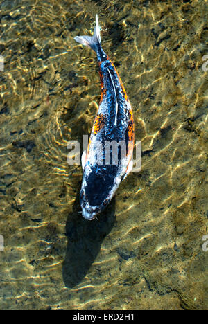 Image of a Koi Carp with blue and orange highlights of colour, swimming in clear rippling water Stock Photo