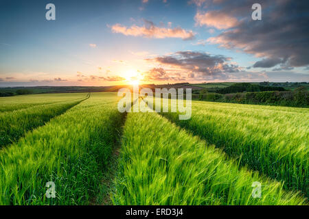 Sunset over fileds of ripening barley near Wadebridge in Cornwall Stock Photo