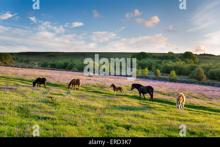 Ponies grazing in a bluebell meadow at Emsworthy Mire on Dartmoor National Park in Devon Stock Photo