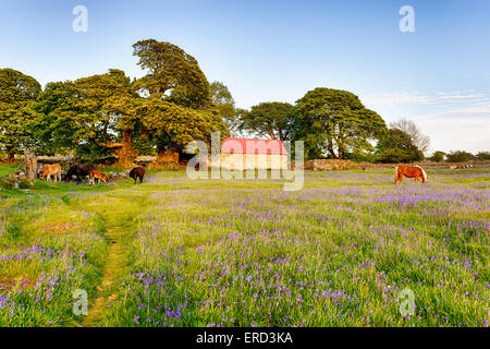 Ponies grazing in a meadow of bluebells at Emsworthy Mire on Dartmoor National Park in Devon Stock Photo