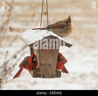Female Northern Cardinal sitting on top of a bird feeder in snowfall, with two males below her eating seeds Stock Photo
