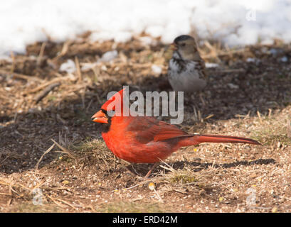 Male Northern Cardinal on the ground eating seeds, with snow and a sparrow on the background Stock Photo