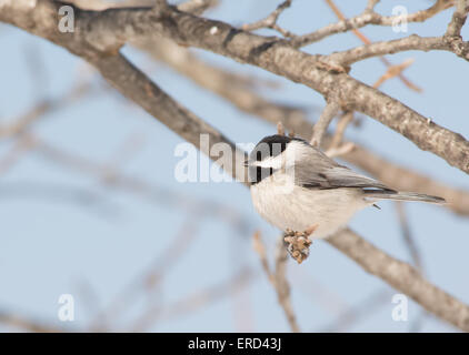 Tiny Carolina Chickadee taking a nap in an Oak tree in winter sun Stock Photo