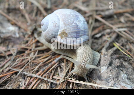 big grapes snail  with white helix on back move way from forest on path covering of pine needles Stock Photo