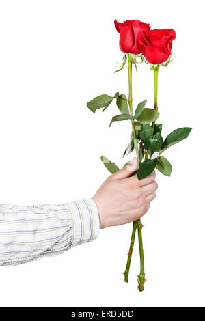 Had Giving Red Roses male hand giving two red roses isolated on white background Stock Photo ...