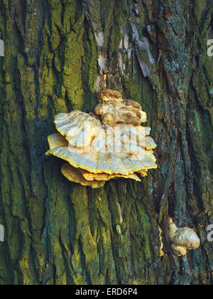 Bracket fungi, or shelf fungi, are among the many groups of fungi that comprise the phylum Basidiomycota. Stock Photo