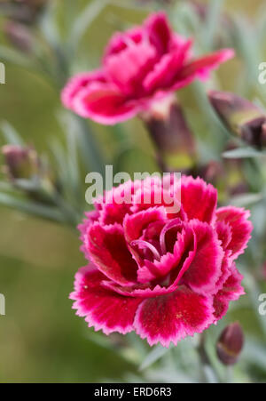 Beautiful burgundy Dianthus flower Stock Photo