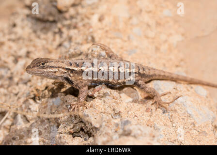 Male Eastern fence Lizard enjoying sunshine in early spring Stock Photo