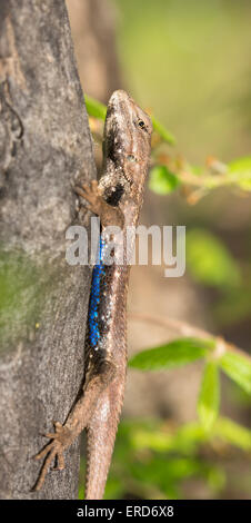 Male eastern Fence Lizard in spring, with his blue belly patch showing Stock Photo