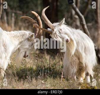 White billy goats - members of the small flock used to control vegetation and encourage biodiversity in Avon Gorge Bristol UK